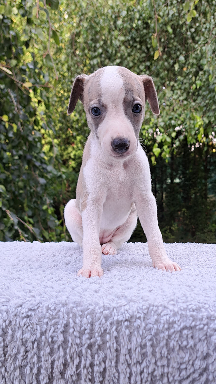 stene_b_07_male