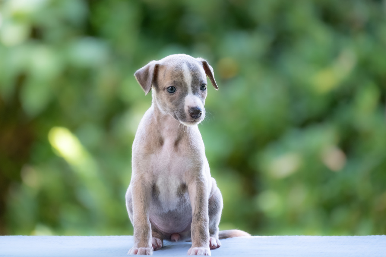 Tmave Ružová – Bea-2