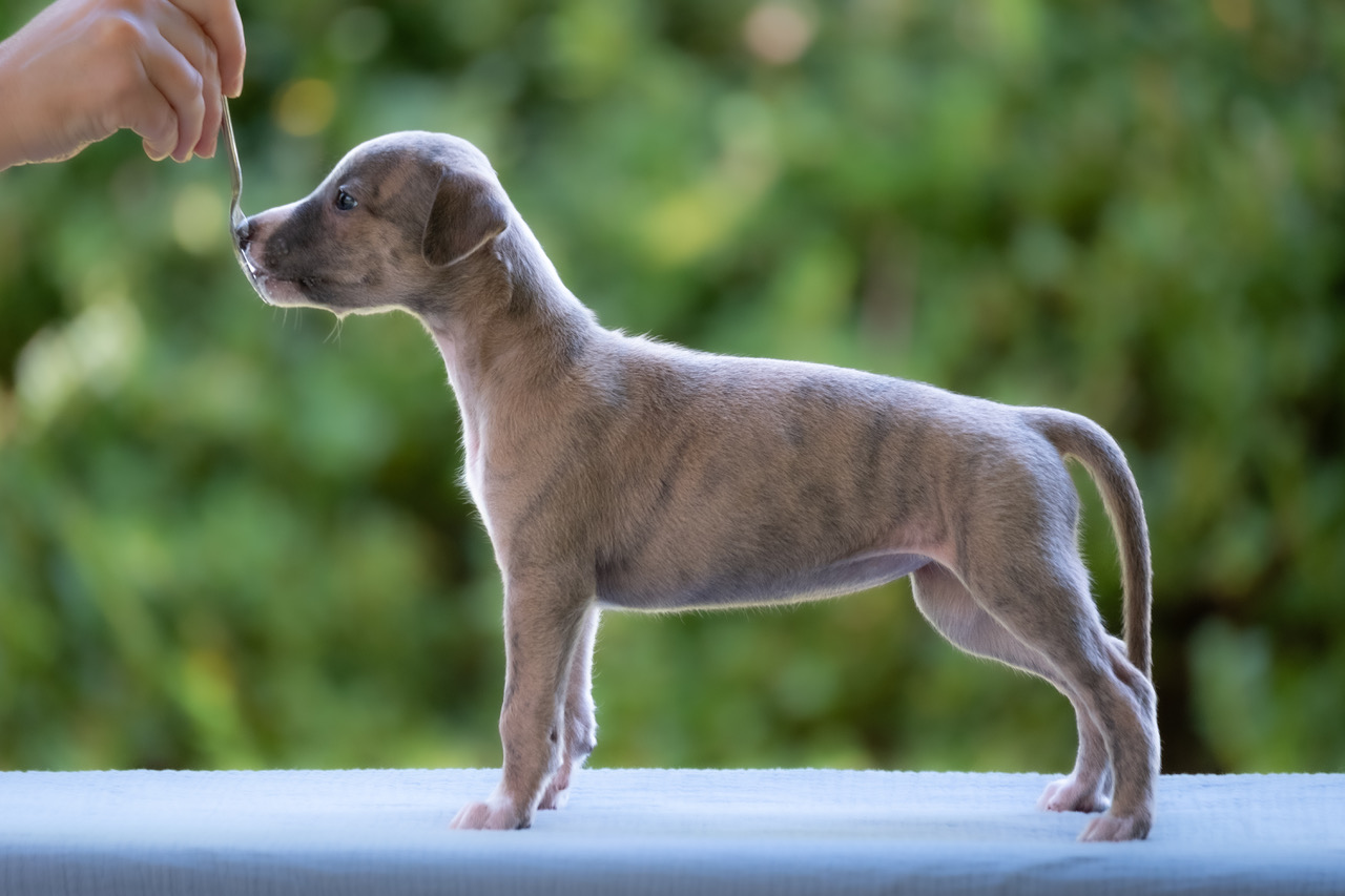 Tmave Ružová – Bea